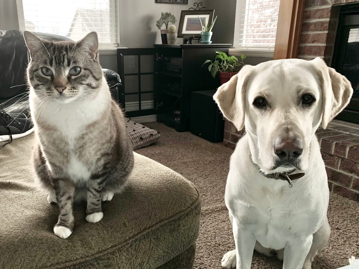 Furry Friends in the Studio